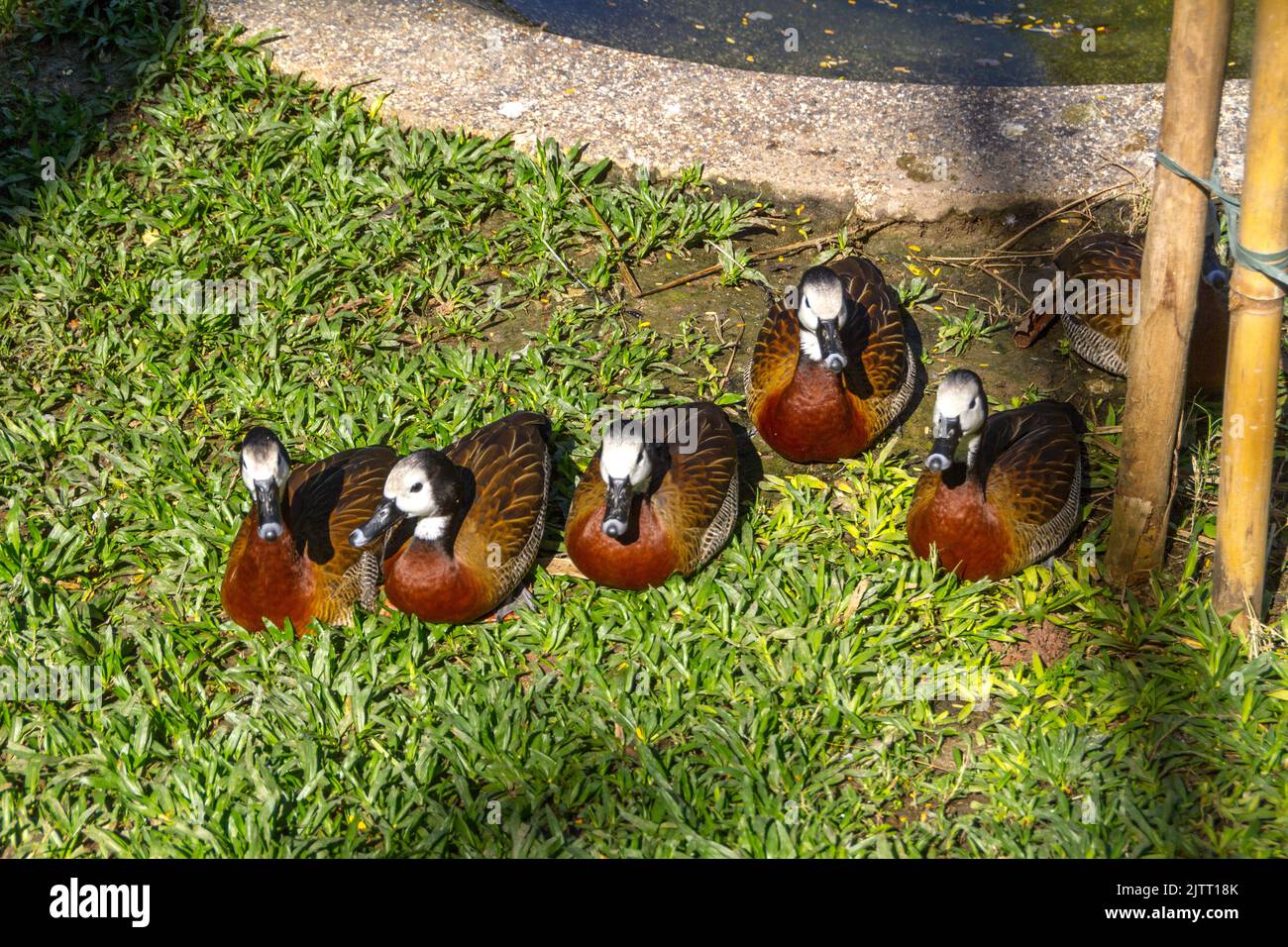 Canards en plein air à Rio de Janeiro, Brésil. Banque D'Images