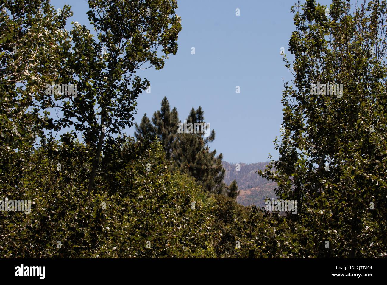 Un mélange de communautés végétales forestières riveraines, de chaparral inférieur et de montagne supérieur à 3000 pieds dans les montagnes San Bernardino, en été. Banque D'Images