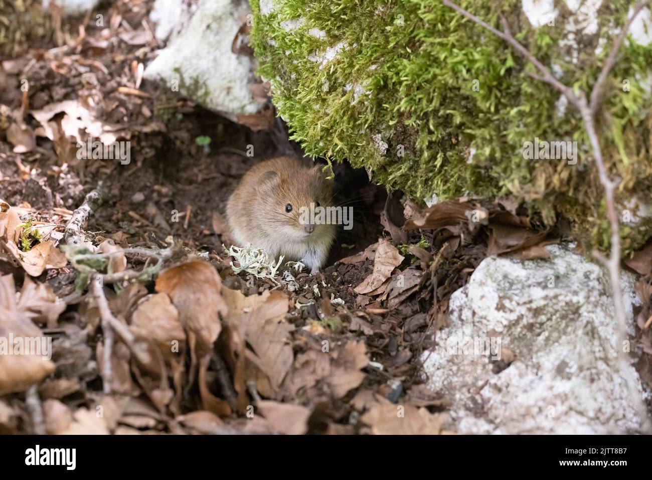 Vole de banque dans la forêt d'automne Banque D'Images