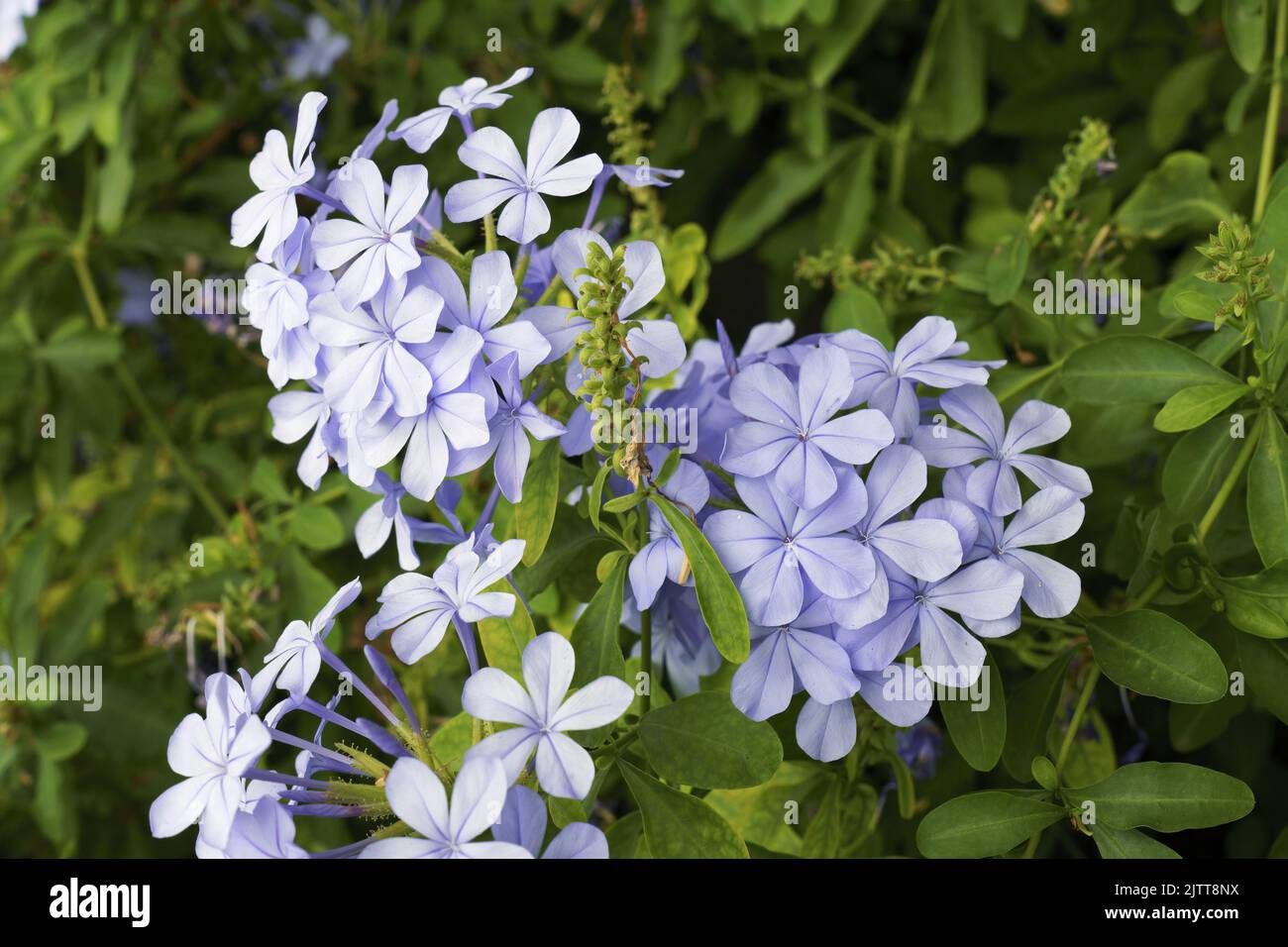 Détail des fleurs de la plante bleue plumbago, Plumbago auriculata; Plumbaginaceae Banque D'Images Détail des fleurs de la plante bleue plumbago, Plumbago auriculata; Plumbaginaceae Banque D'Images