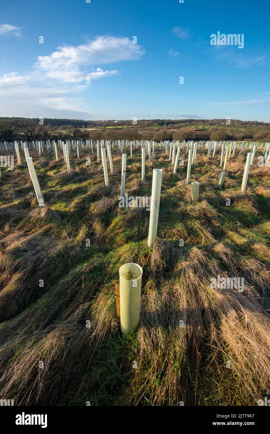 Jeunes arbres de jeunes arbres dans des gaines protégées sur une colline dans le nord de Londres Royaume-Uni Banque D'Images