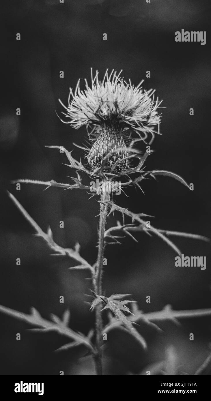 Chardon sauvage en noir et blanc Banque D'Images