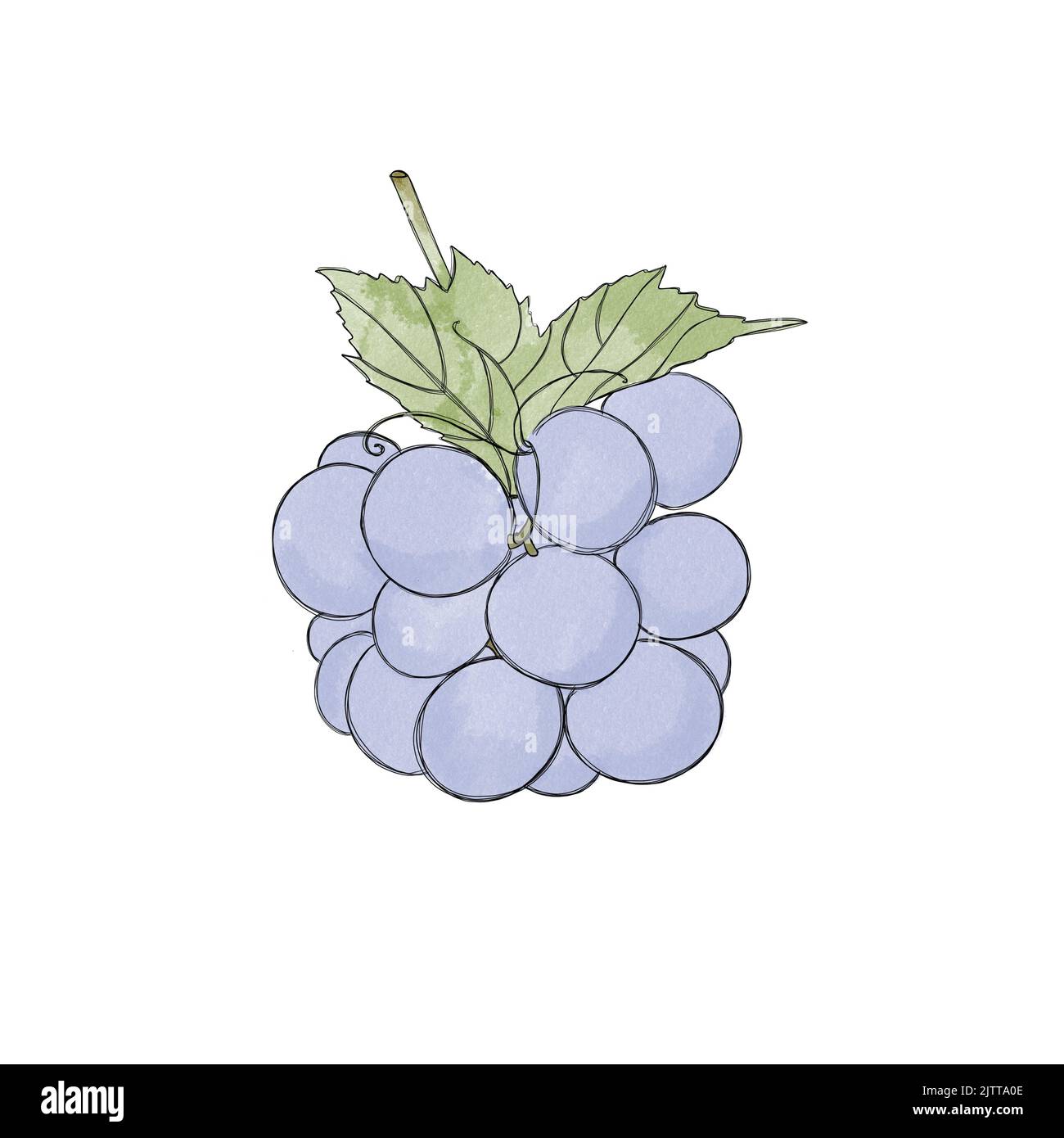 Raisins mûrs bleu doux - aquarelle dessin à main levée. Bouquet de raisins doux Banque D'Images