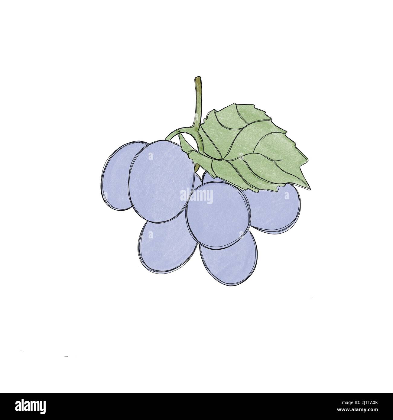Raisins mûrs bleu doux - aquarelle dessin à main levée. Bouquet de raisins doux Banque D'Images