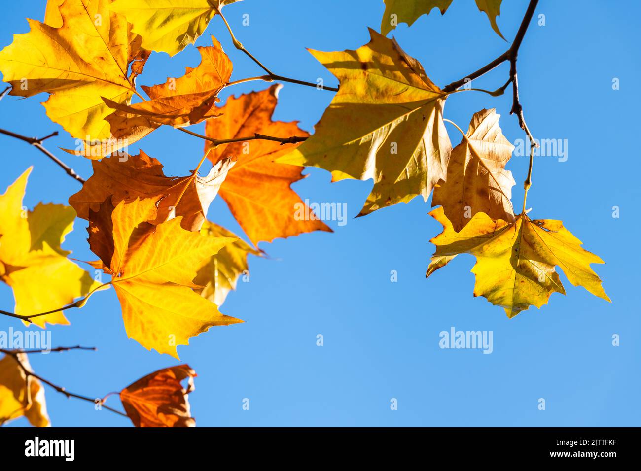 Groupe de plusieurs niveaux de feuilles d'automne orange et jaune du dessous contre le ciel bleu Banque D'Images