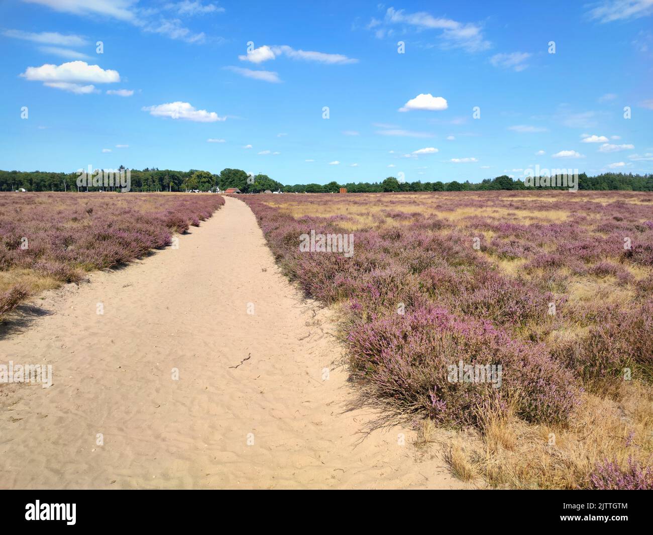 Chemin de sable dans le paysage de bruyère aux pays-Bas Banque D'Images