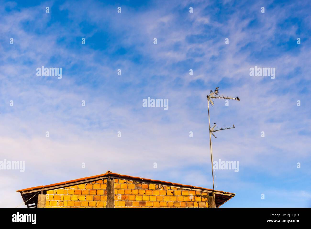 Un troupeau d'oiseaux de Launress sur une antenne TV contre un ciel bleu avec des nuages. Aube dans la ville de Valentica, Bahia. Banque D'Images