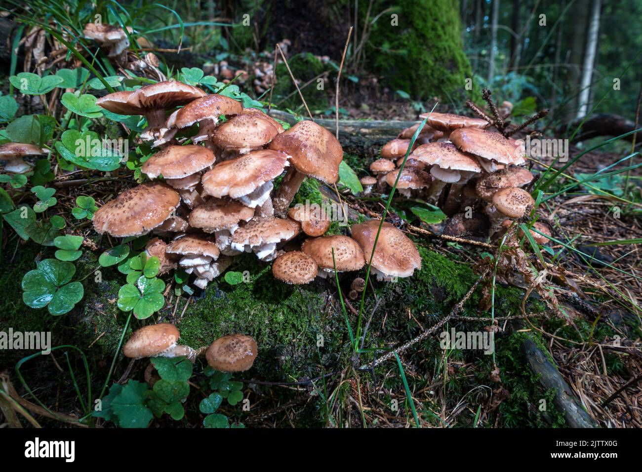Un gros plan de champignons Armillaria ostoyae dans la forêt Banque D'Images