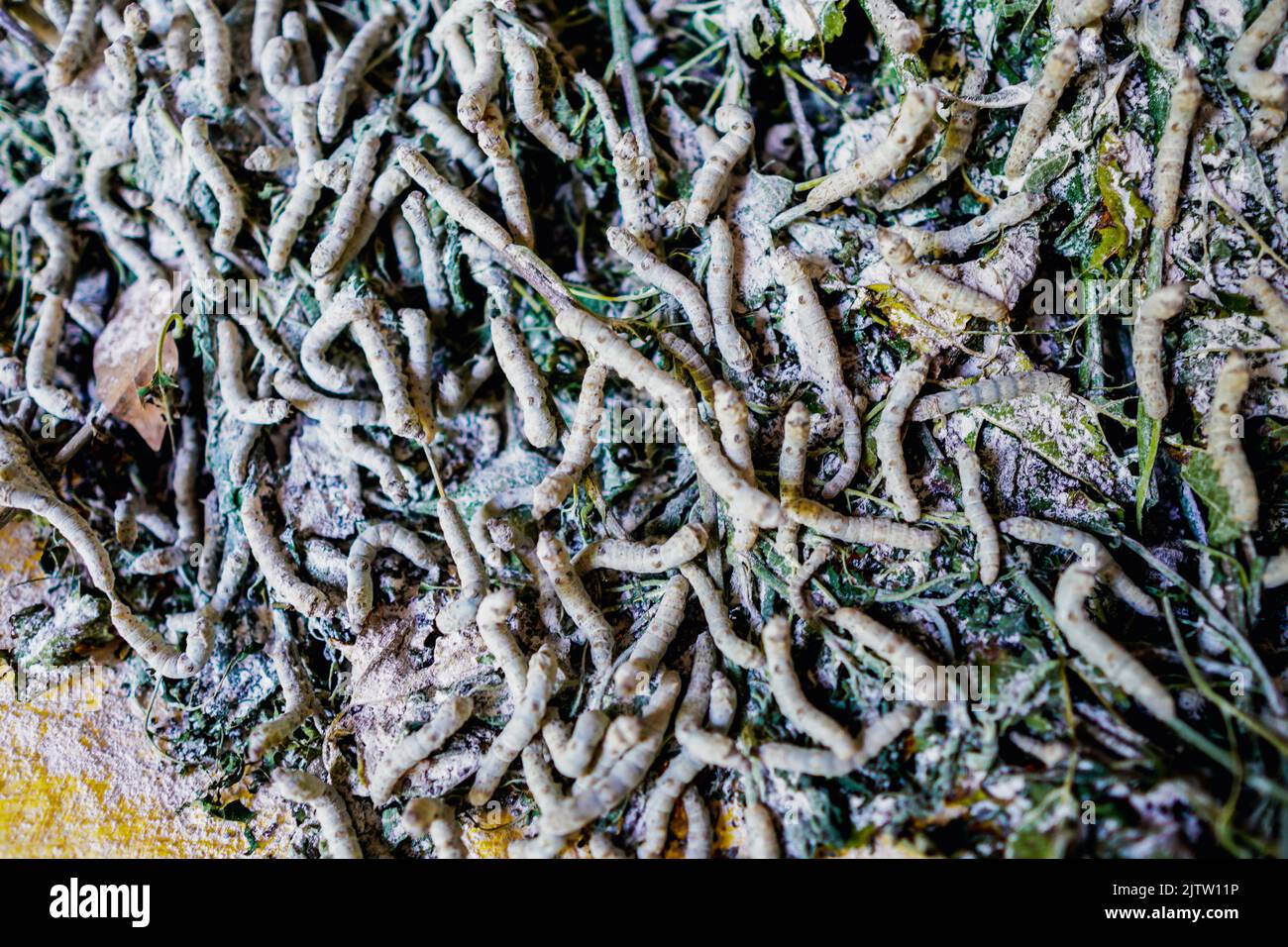 Vue rapprochée du ver à soie (Bombyx mori) mangeant des feuilles de mûrier. Le Brésil est le plus grand producteur de soie du monde en 6th Banque D'Images