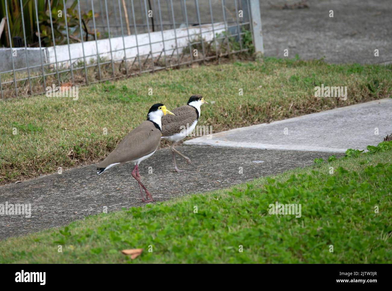 Un petit lapin australien masqué (Vanellus Miles) – promenades pour mineurs avec des parents à Sydney, Nouvelle-Galles du Sud, Australie (photo de Tara Chand Malhotra) Banque D'Images