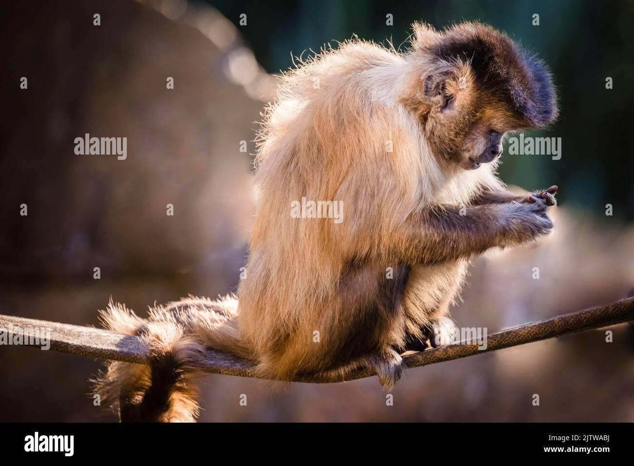 Monkey s'assoit en regardant ses midia sociaux sur le téléphone cellulaire, Pantanal, Brésil Banque D'Images