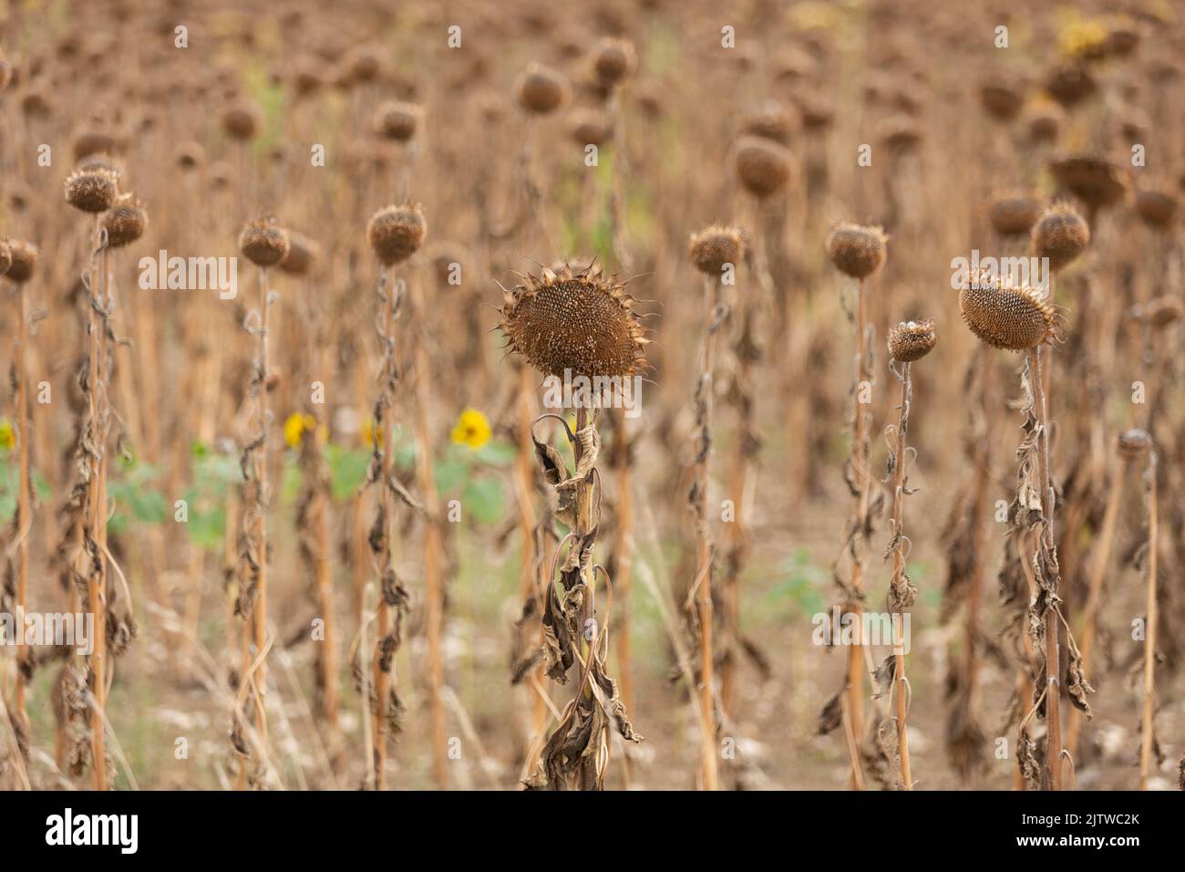 Tournesols bruns prêts pour la récolte dans le bas de la Dordogne, sud-ouest de la France Banque D'Images
