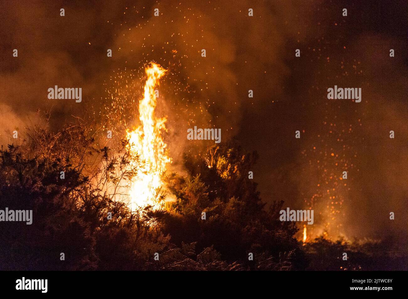 Boleagh, West Cork, Irlande. 1st septembre 2022. Un grand feu de gorge s'est empare de la campagne jeudi soir à Boleagh, entre Ballydehob et Bantry, dans l'ouest de Cork. Le front d'incendie était de quelques kilomètres de large et les pompiers de Schull et Bantry ont été chargés de combattre le feu. On ne sait pas comment l'incendie a commencé. Crédit : AG News/Alay Live News Banque D'Images