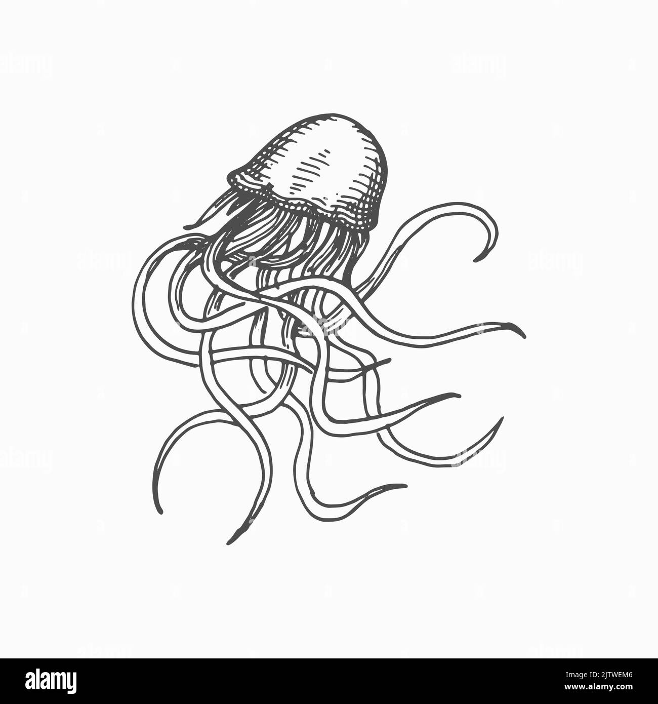 Empoisonner les méduses avec de longs tentacules isolé mer marine et océan sous-marin animal icône de croquis monochrome. Vecteur créature aquatique tropicale tirée à la main, toxique medusa mer gelées élément de conception tatouage Illustration de Vecteur