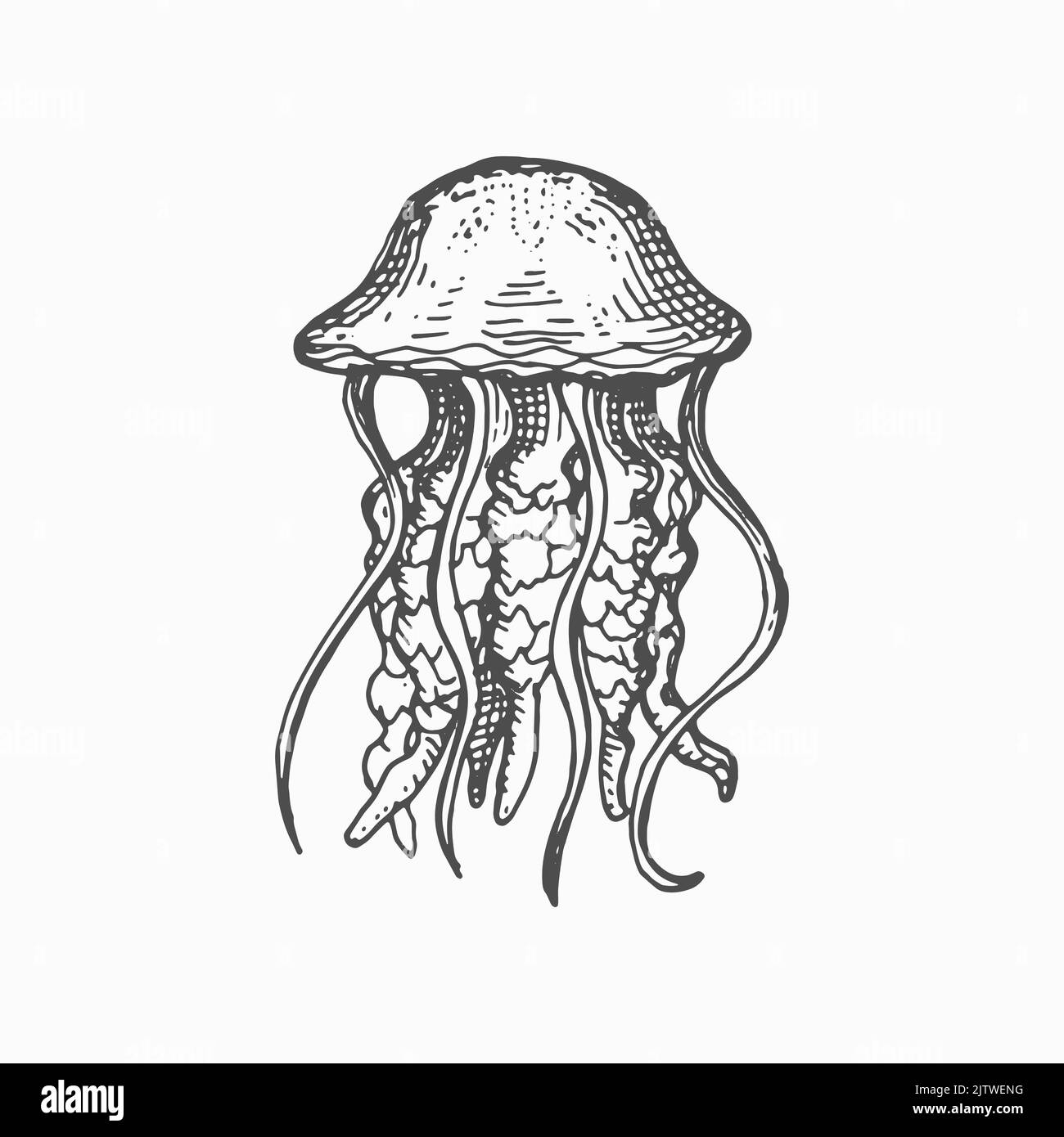 Icône d'esquisse monochrome de méduse isolée de méduse. Créature marine vecteur de natation, gelées de mer Pacific nettle. Cubozoa boîte de méduses, animal sous-marin, eaux profondes de l'océan caractère marin Illustration de Vecteur