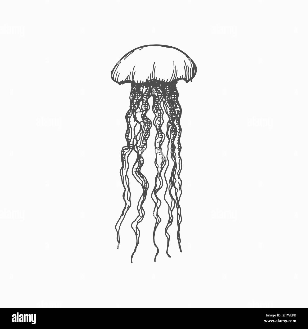 Jellies Pacific nettle jellyfish isolé monochrome croquis icône. Vecteur medusa créature marine tirée à la main, animal sous-marin, eaux profondes de l'océan caractère marin. Baignade gelée marine, tentacules longs Illustration de Vecteur