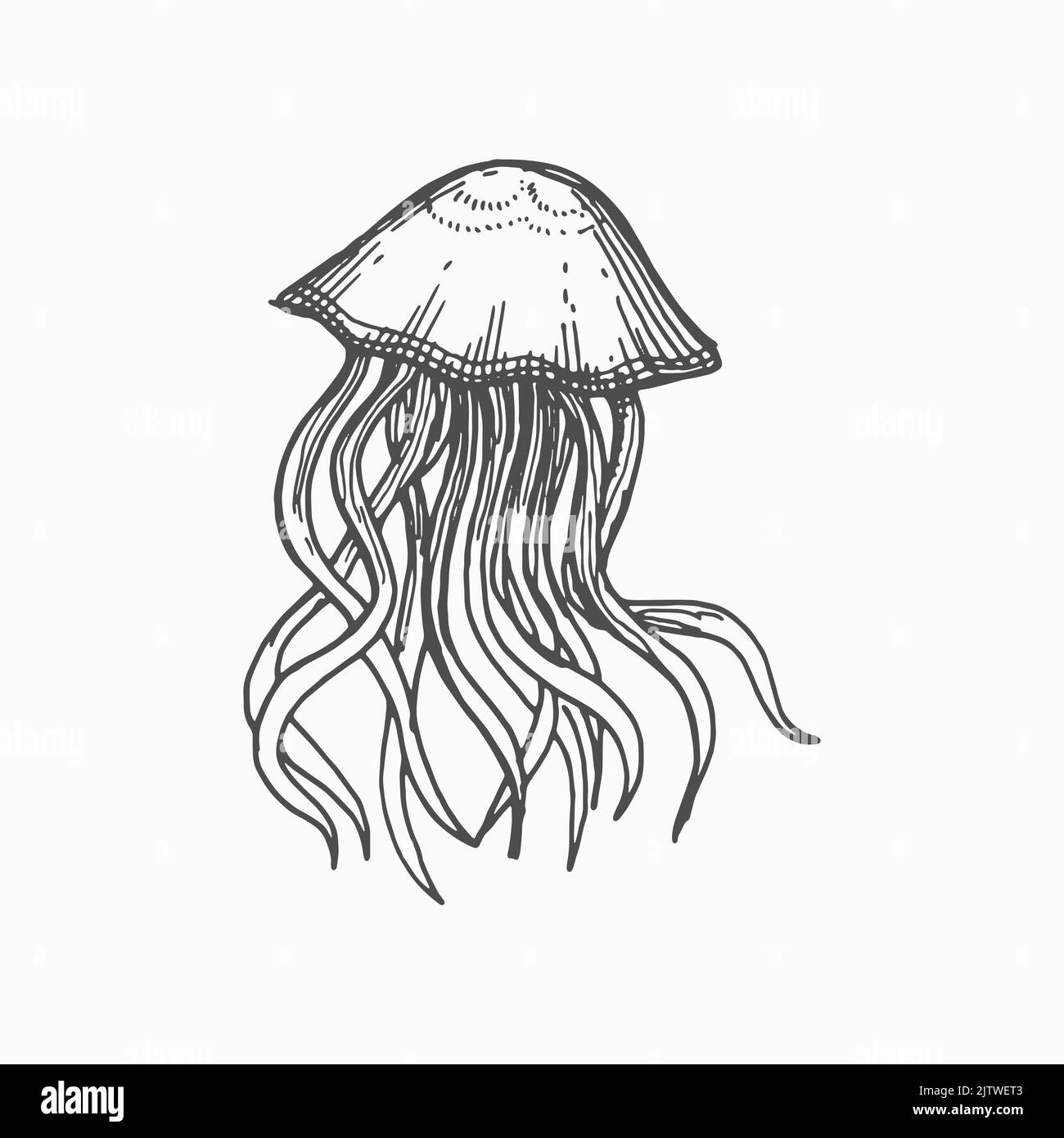 Gelée ou jellyfish créature sous-marine isolée main dessinée icône d'esquisse monochrome. Vecteur sealife poison medusa, animal aquatique d'aquarium. Créature vintage des eaux profondes, motif tatouage sous-marin de méduses Illustration de Vecteur