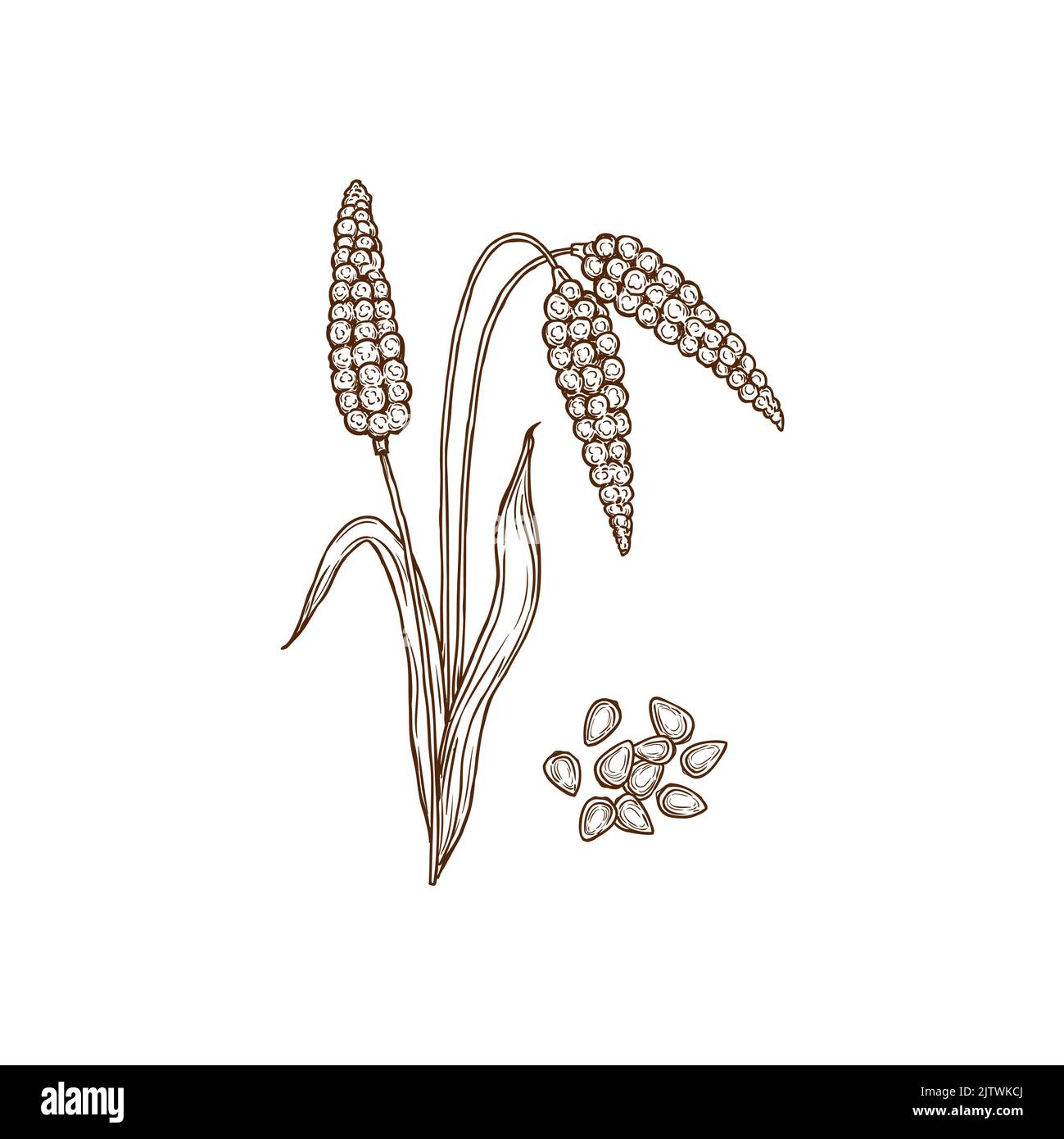 Icône monochrome isolée de millet proso de maïs commun. Plante et