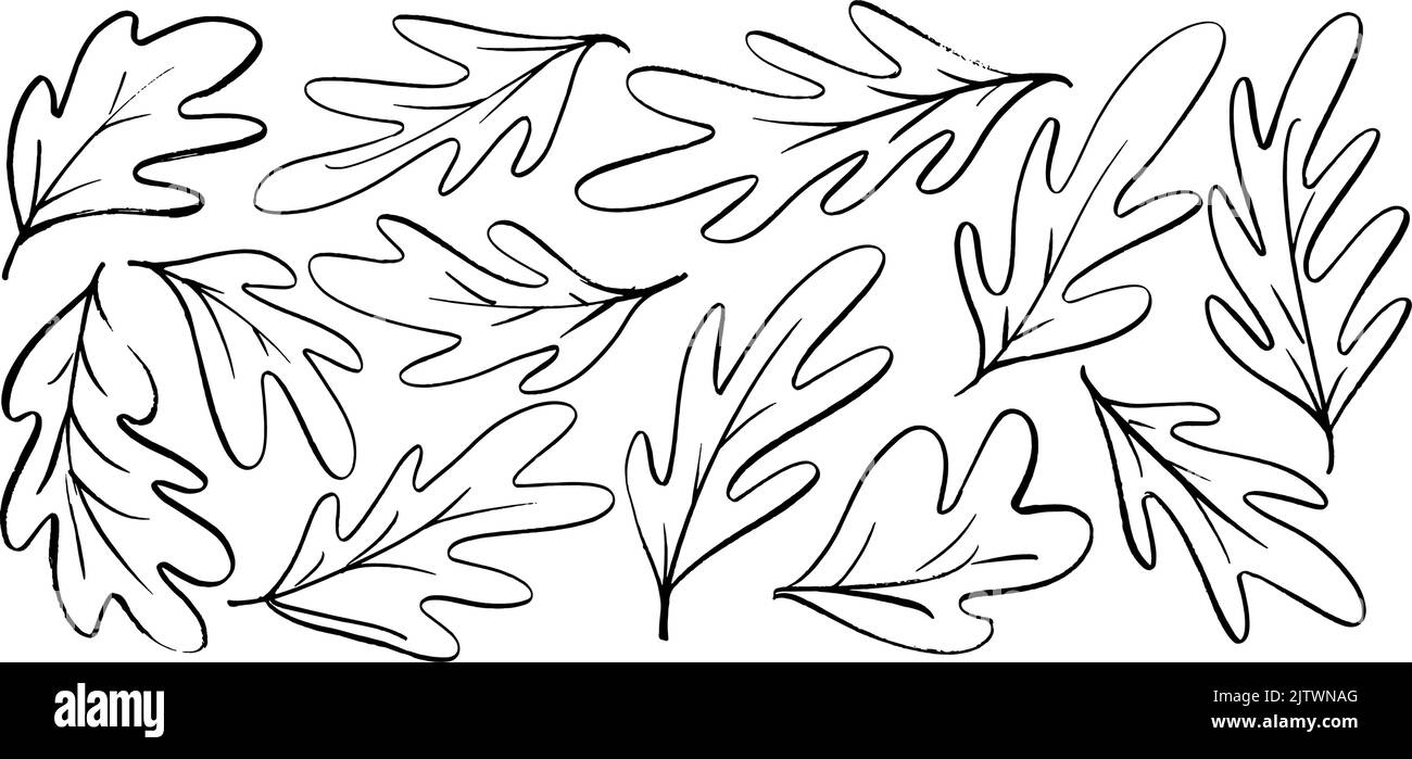 Feuilles simples en chêne noir vectoriel dessinées à la main. Illustration de Vecteur