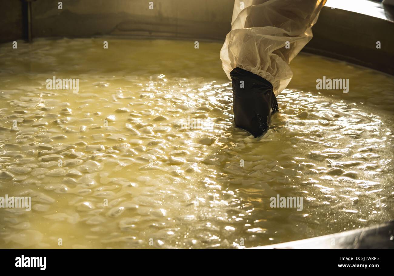 Le processus de production de différentes variétés de fromage dans l'industrie. Fabrication de fromage de lait naturel en tant qu'entreprise Banque D'Images