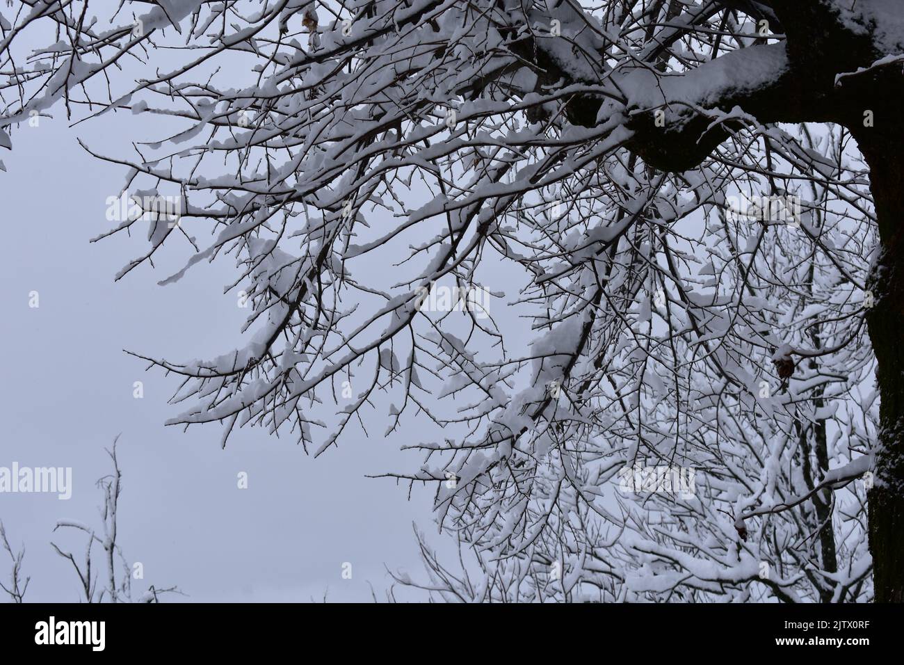 Arbre neigeux pendant un hiver glacial à Guarcaregle Abruzzo Italie Banque D'Images
