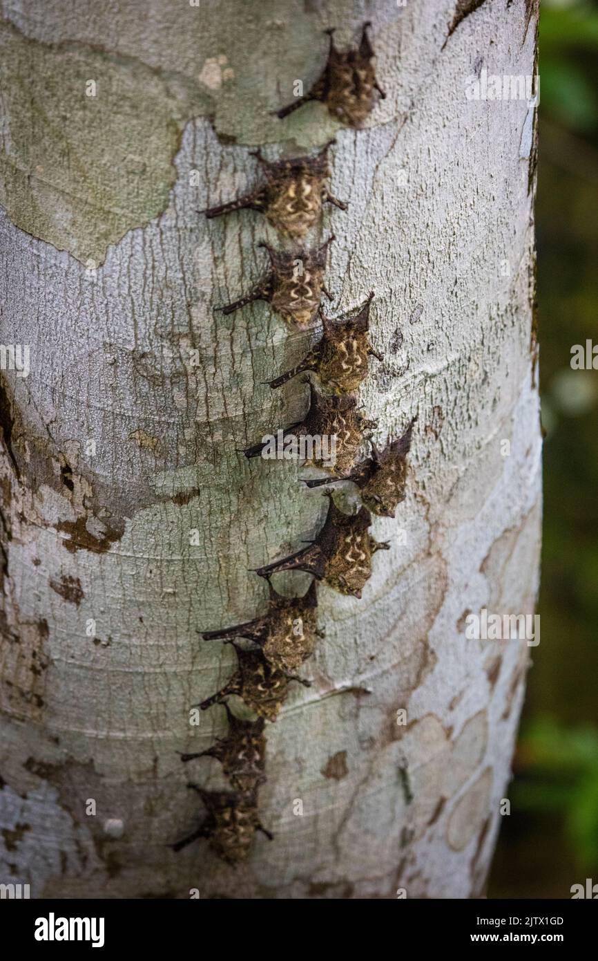 Proboscis Bat, Rhynchonycteris naso, sous une bûche déchue au bord du lac de Lago Gatun, République du Panama, Amérique centrale. Banque D'Images