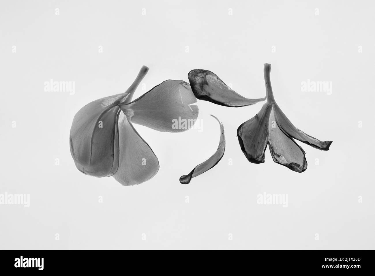 Fleurs noires et blanches tête isolée sur fond blanc. Composition créative, concept de danse. Arrière-plan abstrait pour la conception du produit Banque D'Images