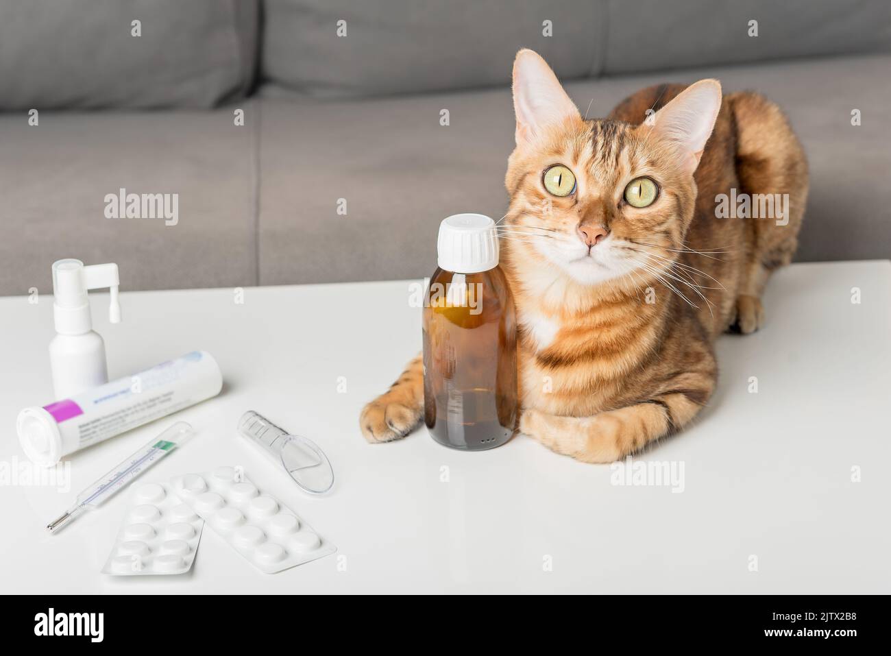 Chat domestique sur la table avec des médicaments pour le rhume. Virus. Médicaments pour le traitement à domicile. Banque D'Images