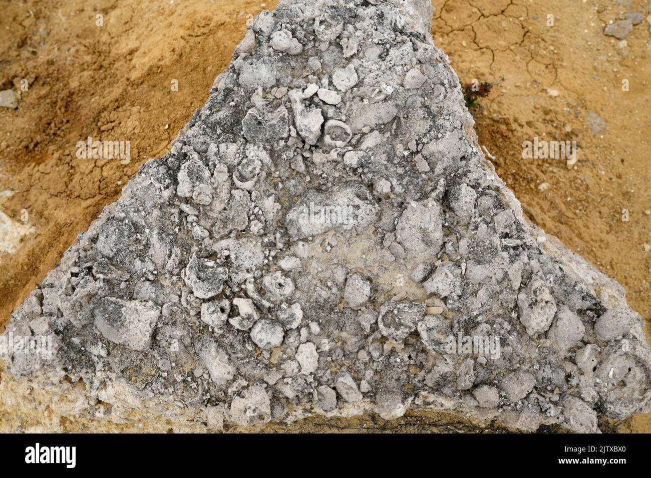 Marine fossils Banque de photographies et d’images à haute résolution ...