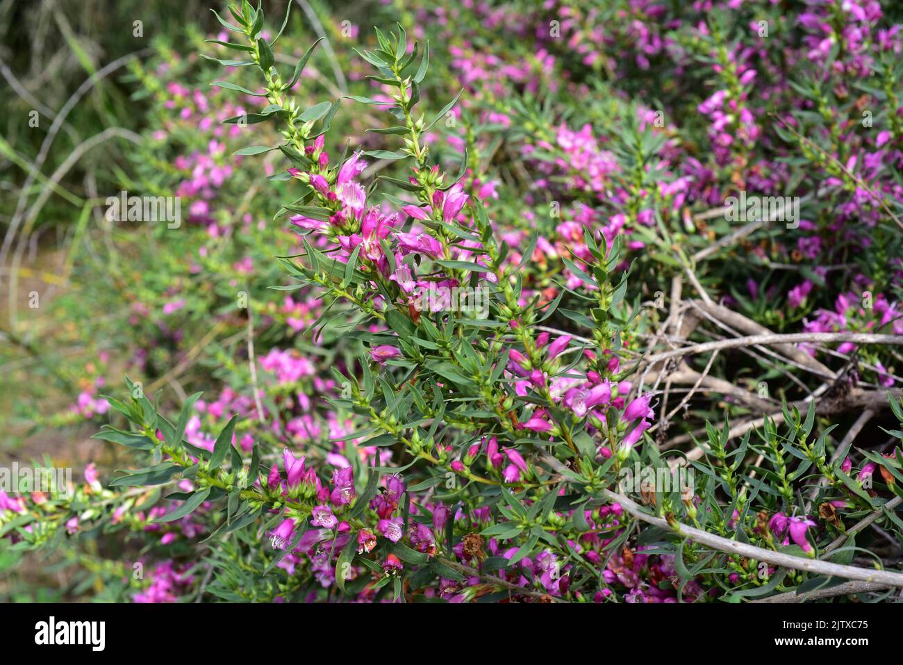Le buisson de l'émeu (Eremophila lanii) est un arbuste à feuilles persistantes endémique à l'Australie. Banque D'Images