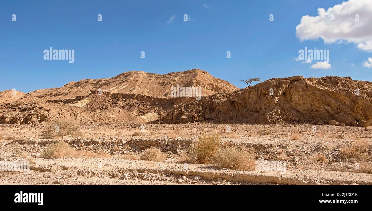 Tortillas en acacia à une seule ombrelle au sommet d'une falaise au-dessus du lit sec du ruisseau Nekarot montrant divers niveaux d'inondation au premier plan et dans le ciel bleu Banque D'Images