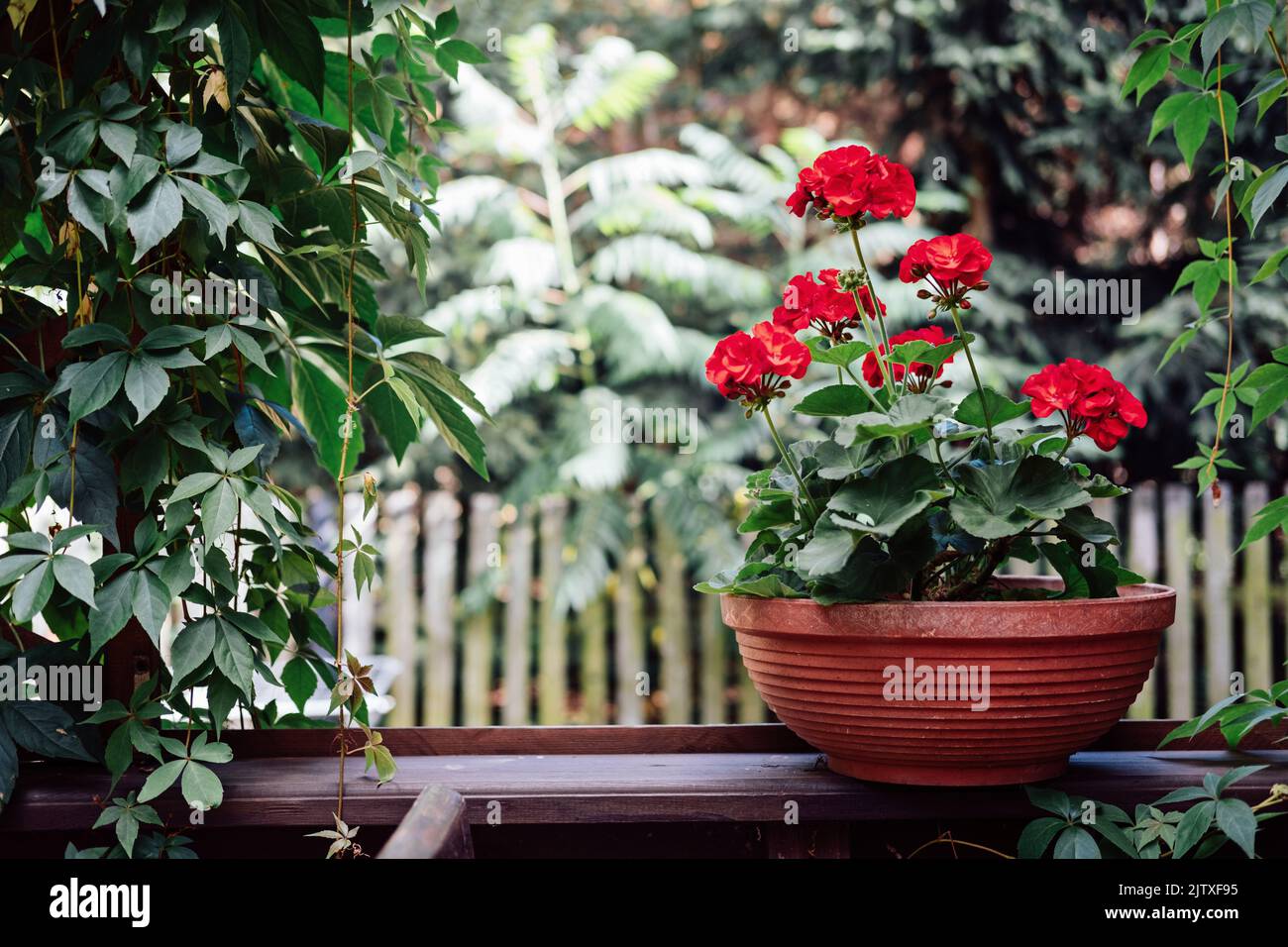 Comment cultiver des géraniums, des pélargoniums. Jardinage. Les pélargoniums rouges fleurissent dans le jardin. Banque D'Images