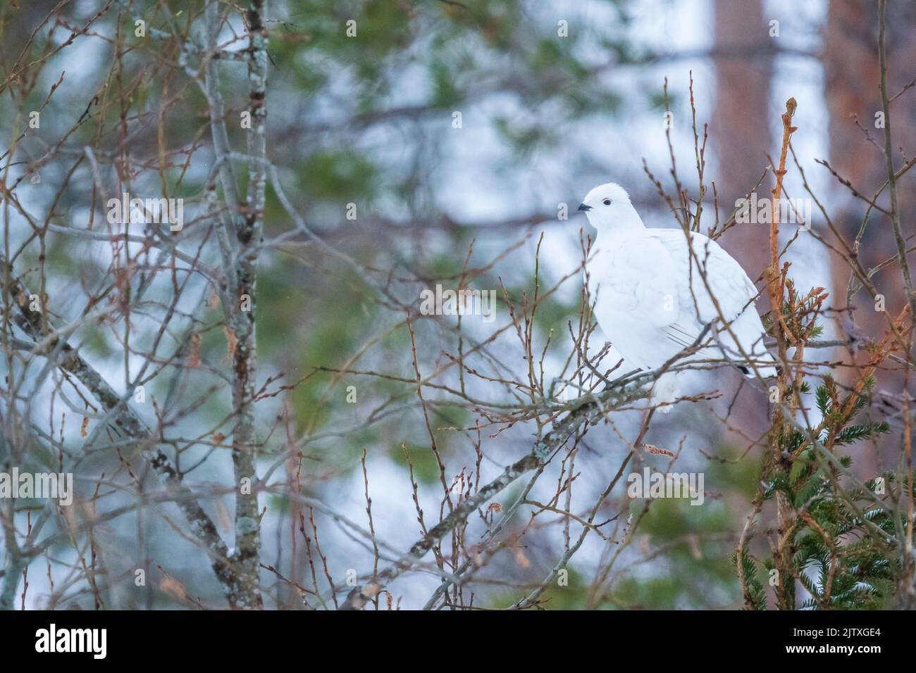 Un lagopède au milieu des branches d'un arbre à Kuusamo, en Finlande Banque D'Images