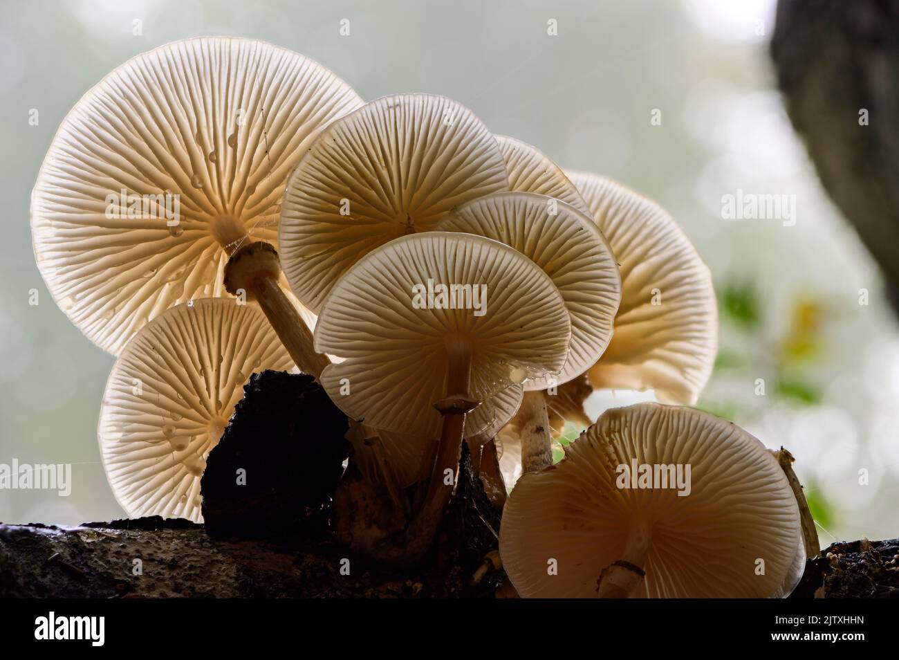 Champignon Porselain sur le tronc de Beech dans une forêt d'automne Banque D'Images