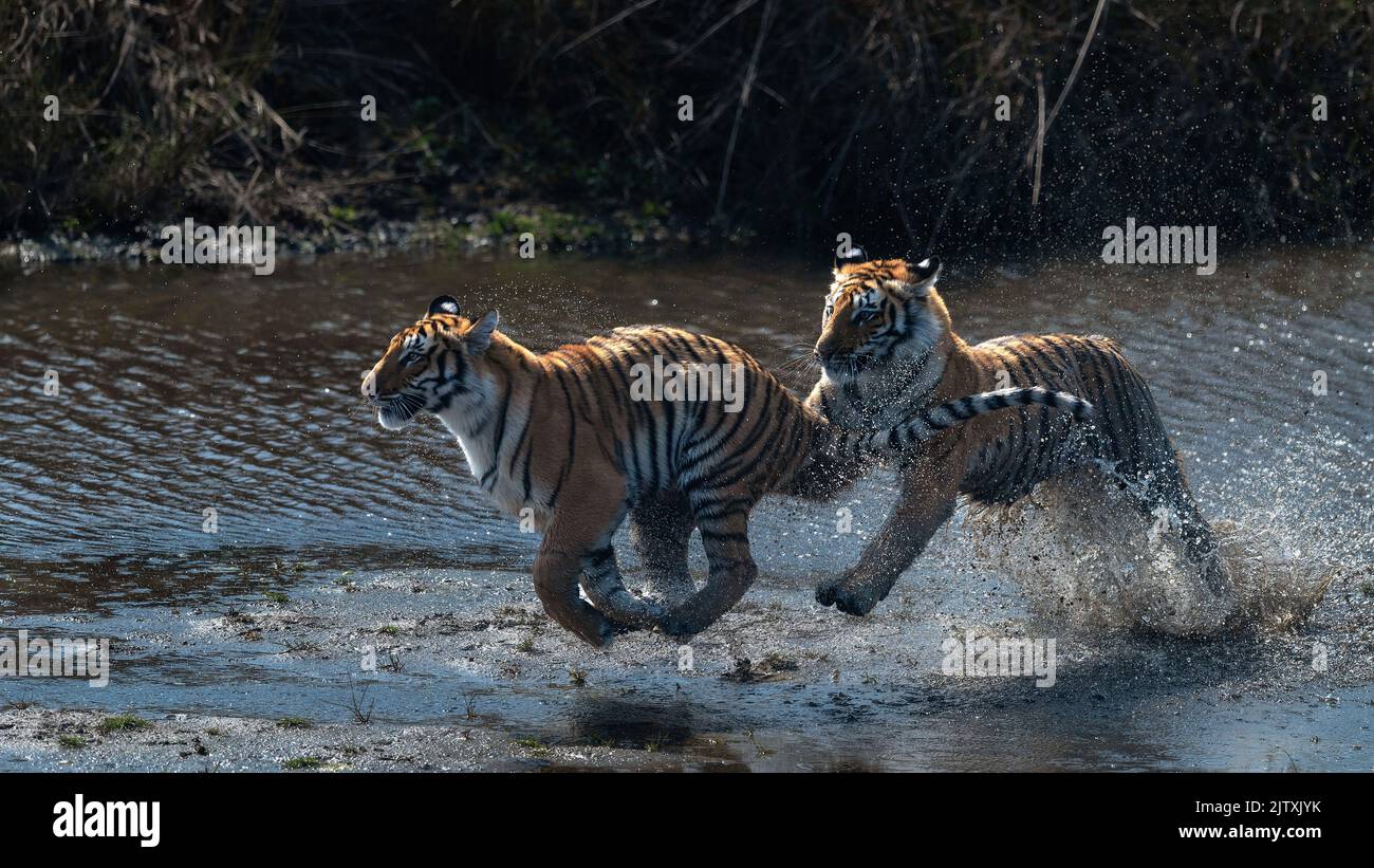 Les petits ont été photographiés pour se battre et se chassant les uns les autres. ETAT D'UTTARAKHAND, INDE. Une PAIRE de tigres apparentés ressemble à une paire de TIG étincelant Banque D'Images