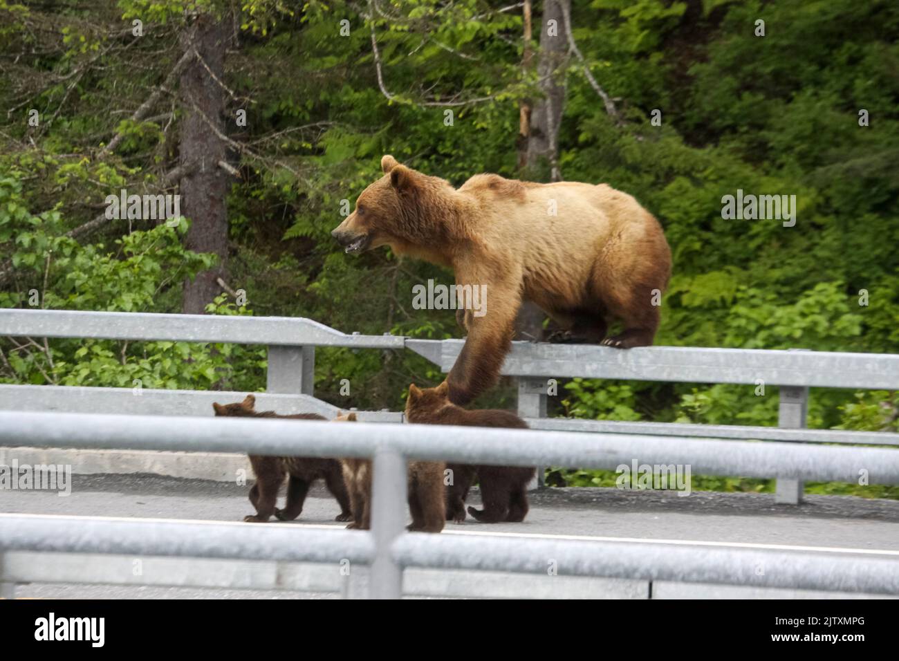 Mère ours et trois petits [ours brun (Ursus arctos)] dans la forêt verdoyante près de Valdez, en Alaska Banque D'Images