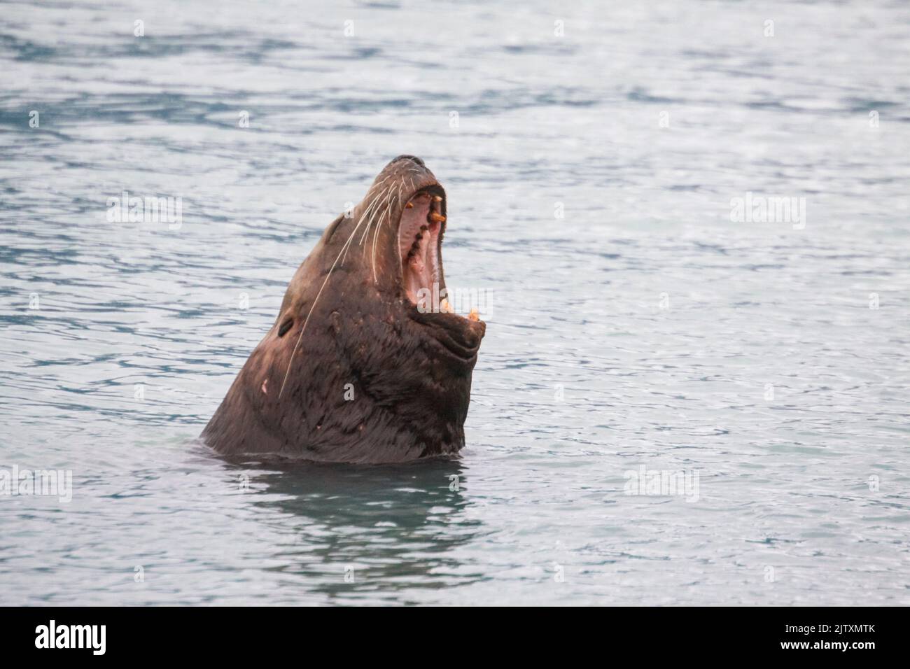 Lion de mer de Steller (Eumetopias jubatus) se nourrissant de saumon rose, Port de Valdez, Alaska, États-Unis, Banque D'Images