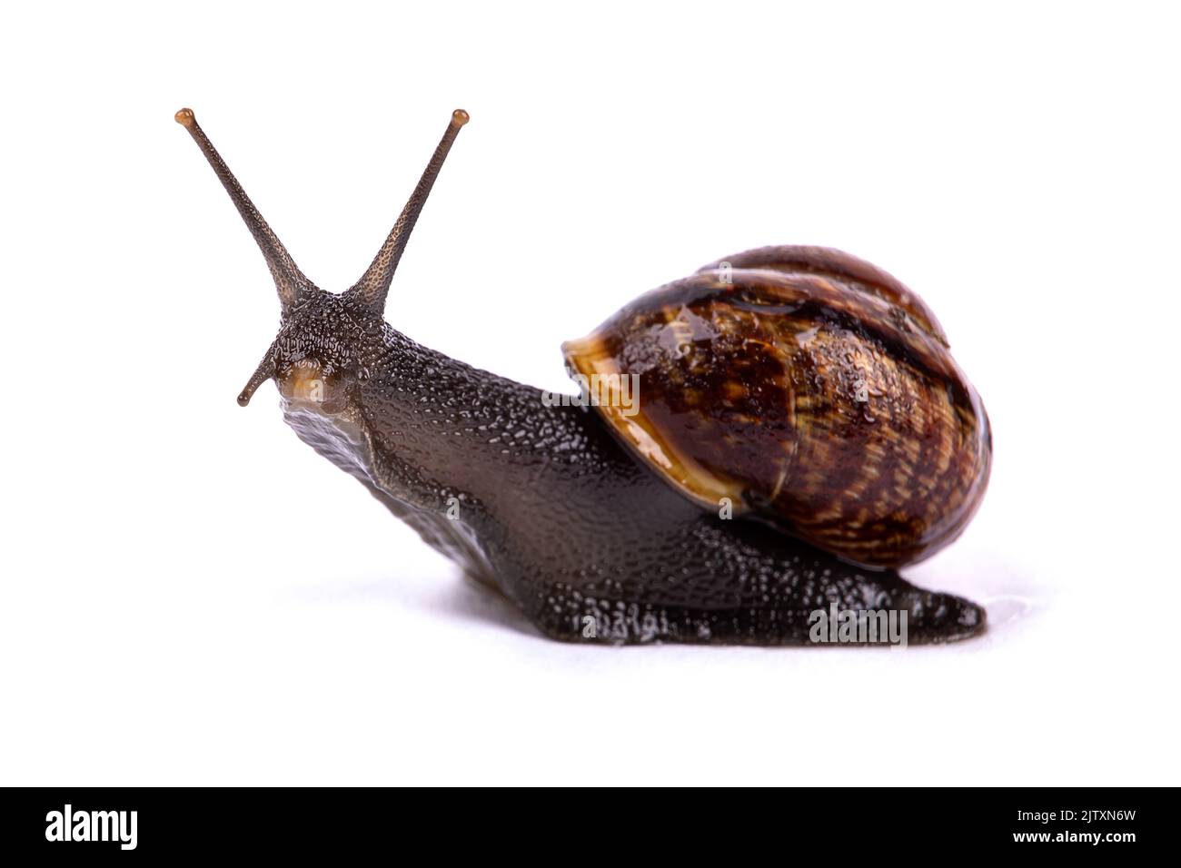 Escargot de raisin, isolé sur fond blanc, macro-photographie Banque D'Images