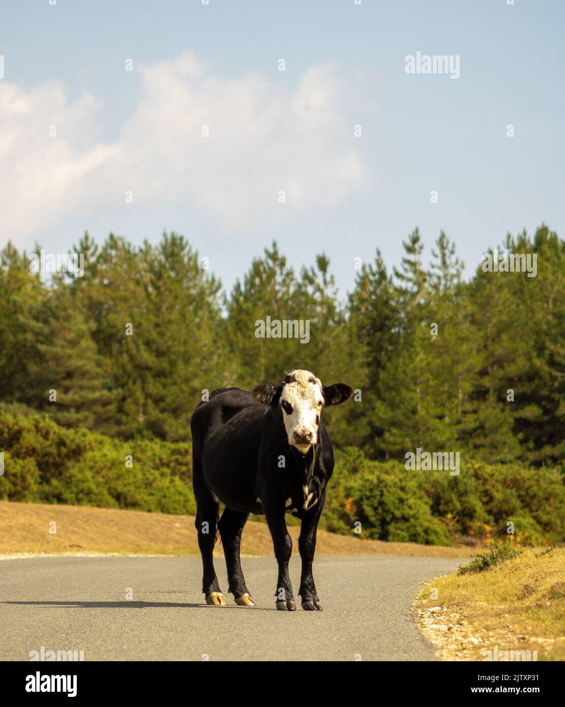 Une vache noire à tête blanche se tenant au milieu d'une route dans une zone forestière Banque D'Images