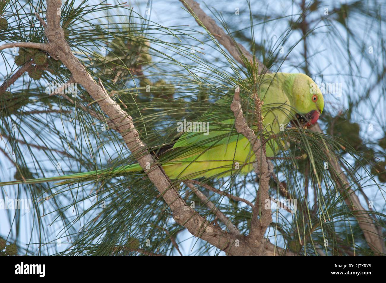 Psittacula krameri femelle à anneaux roses mangeant des graines de chêne-haie côtier C. equisetifolia. Maspalomas. Grande Canarie. Îles Canaries. Espagne. Banque D'Images