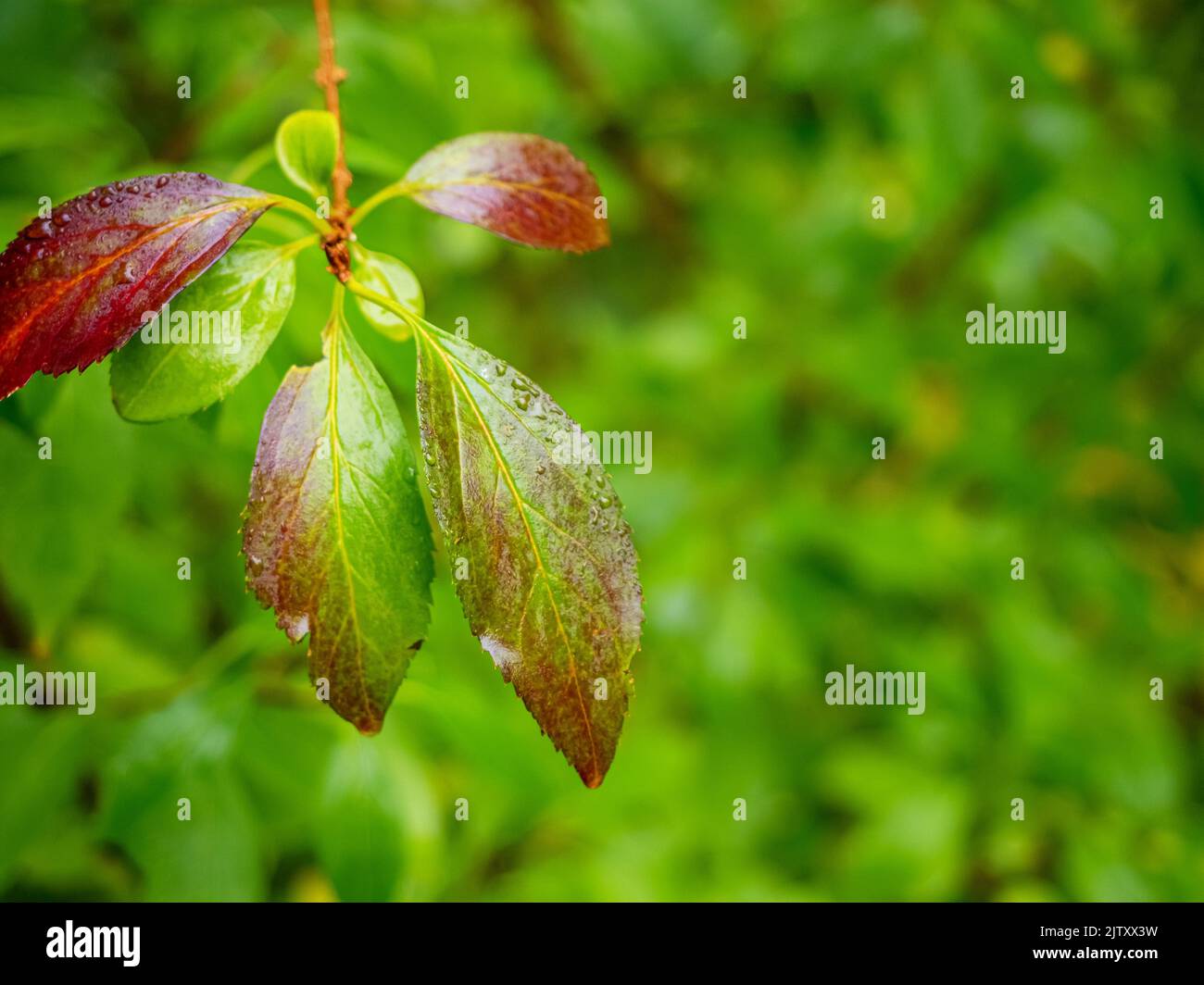 les feuilles vertes mouillées deviennent rouges en automne par temps pluvieux. vue rapprochée sur les feuilles d'arbustes rouges vertes Banque D'Images