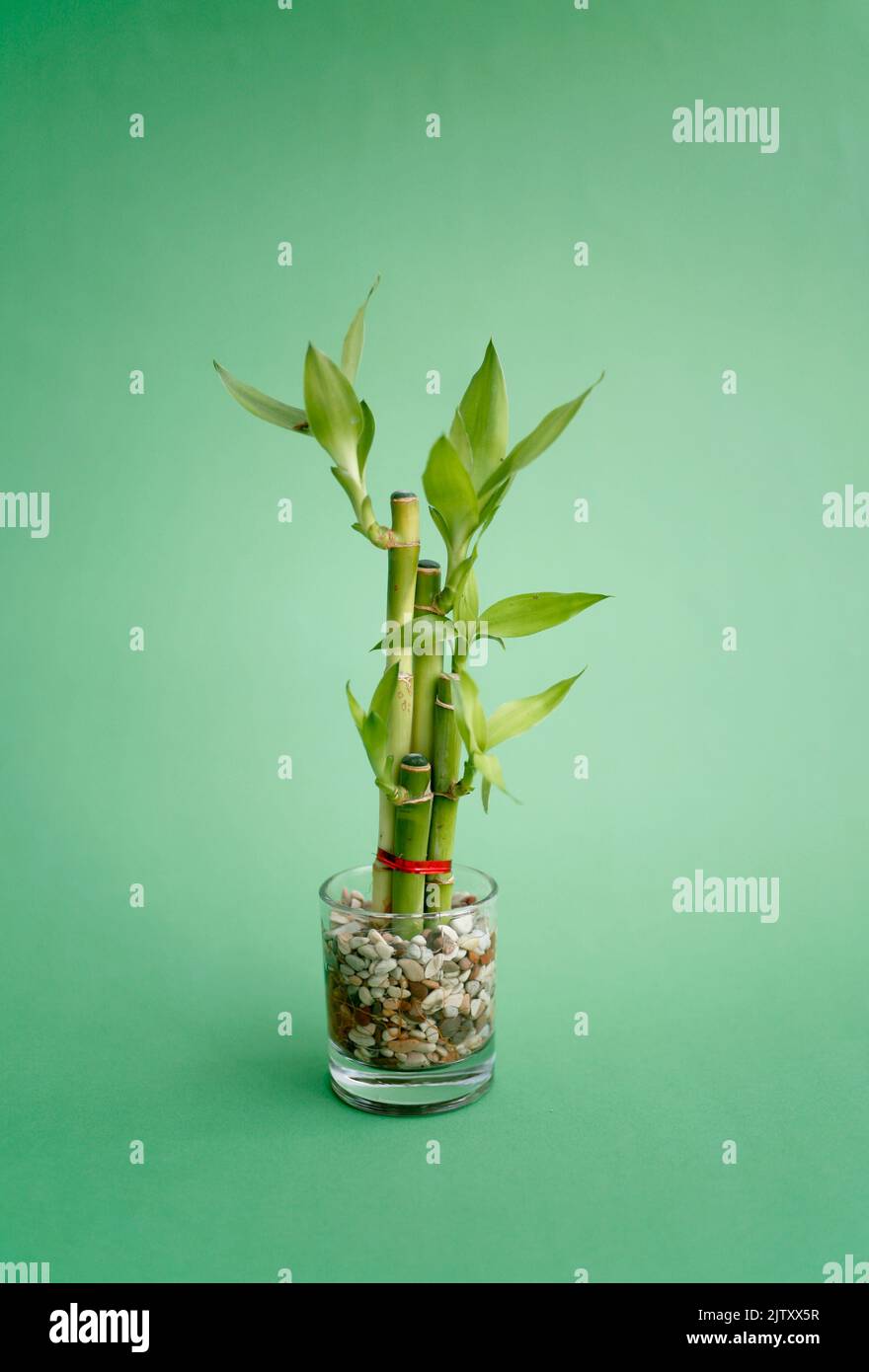 Bambou chanceux, petites plantes dans un vase pour décorer la maison et le bâtiment de bureau isolé sur fond vert Banque D'Images