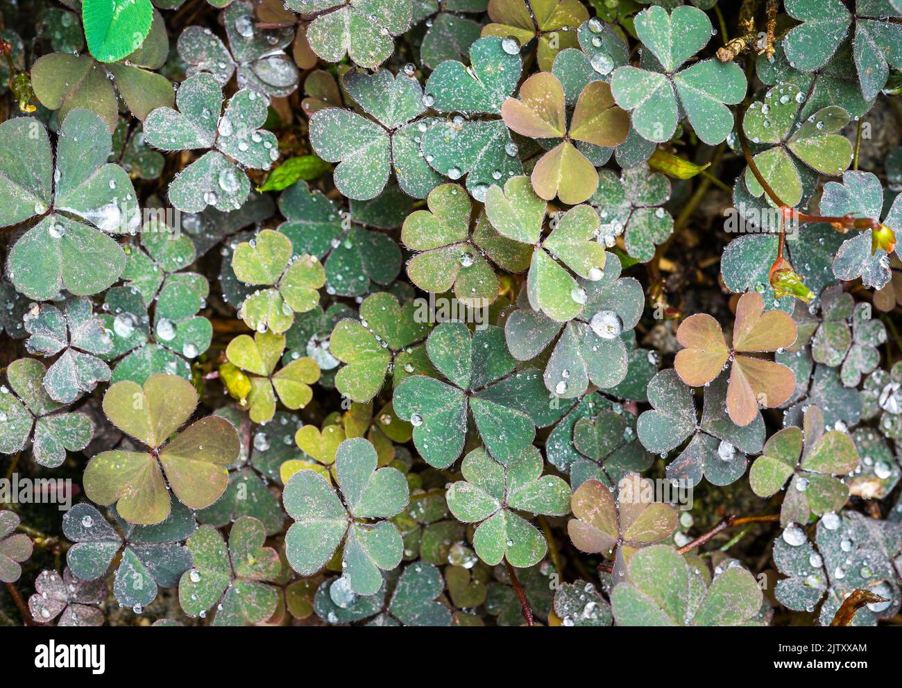 Trèfle et gouttes de pluie avec des feuilles en forme de cœur Banque D'Images