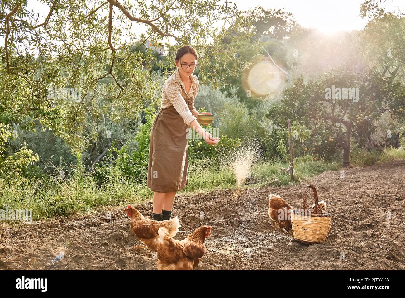 Femme nourrissant des poules dans la ferme. Poule domestique sans pâturage dans une ferme biologique traditionnelle de volaille en liberté. Poulet adulte marchant sur le sol. Banque D'Images