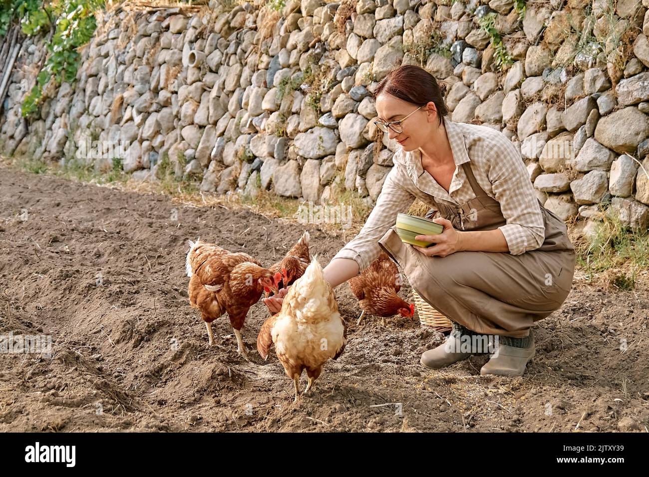 Femme nourrissant des poules de la main dans la ferme. Poule domestique sans pâturage dans une ferme biologique traditionnelle de volaille en liberté. Poulet adulte marchant sur le soi Banque D'Images