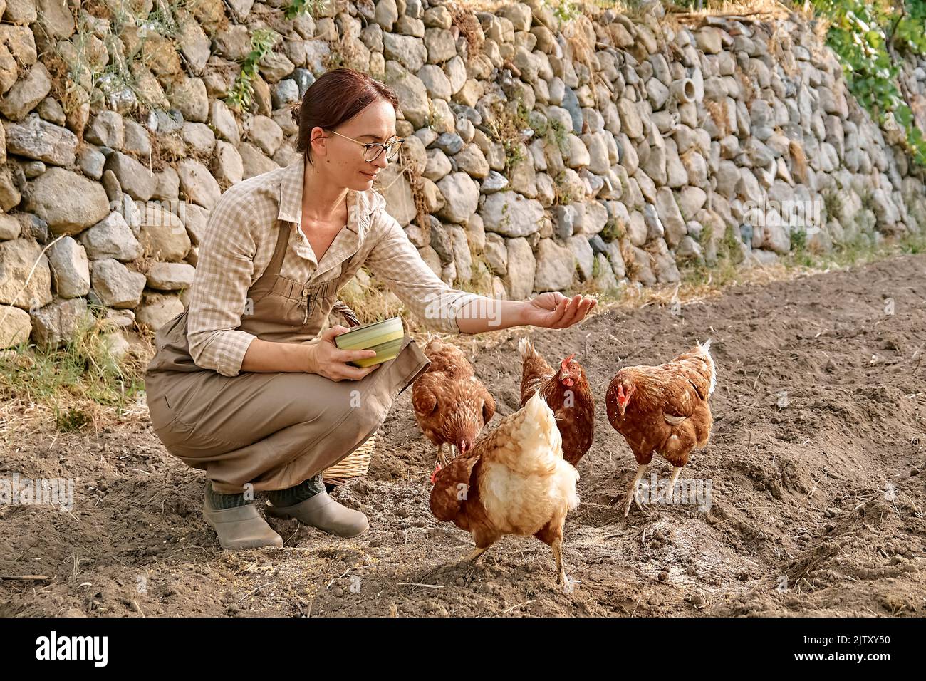 Femme nourrissant des poules de la main dans la ferme. Poule domestique sans pâturage dans une ferme biologique traditionnelle de volaille en liberté. Poulet adulte marchant sur le soi Banque D'Images