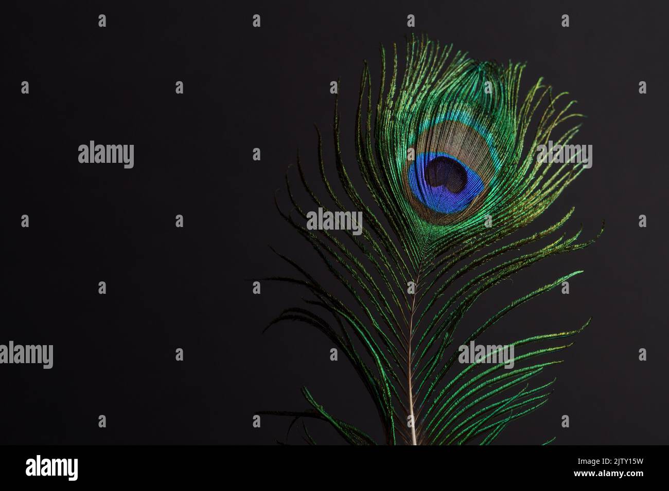 gros plan d'une plume de paon colorée sur fond noir Banque D'Images