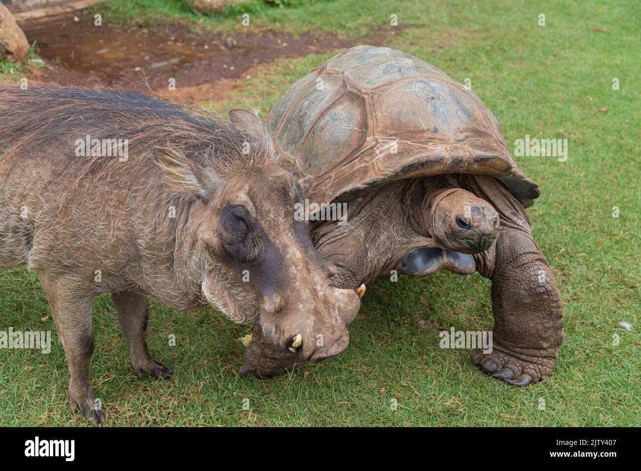 Peu probable amis Warthog et tortue géante Banque D'Images