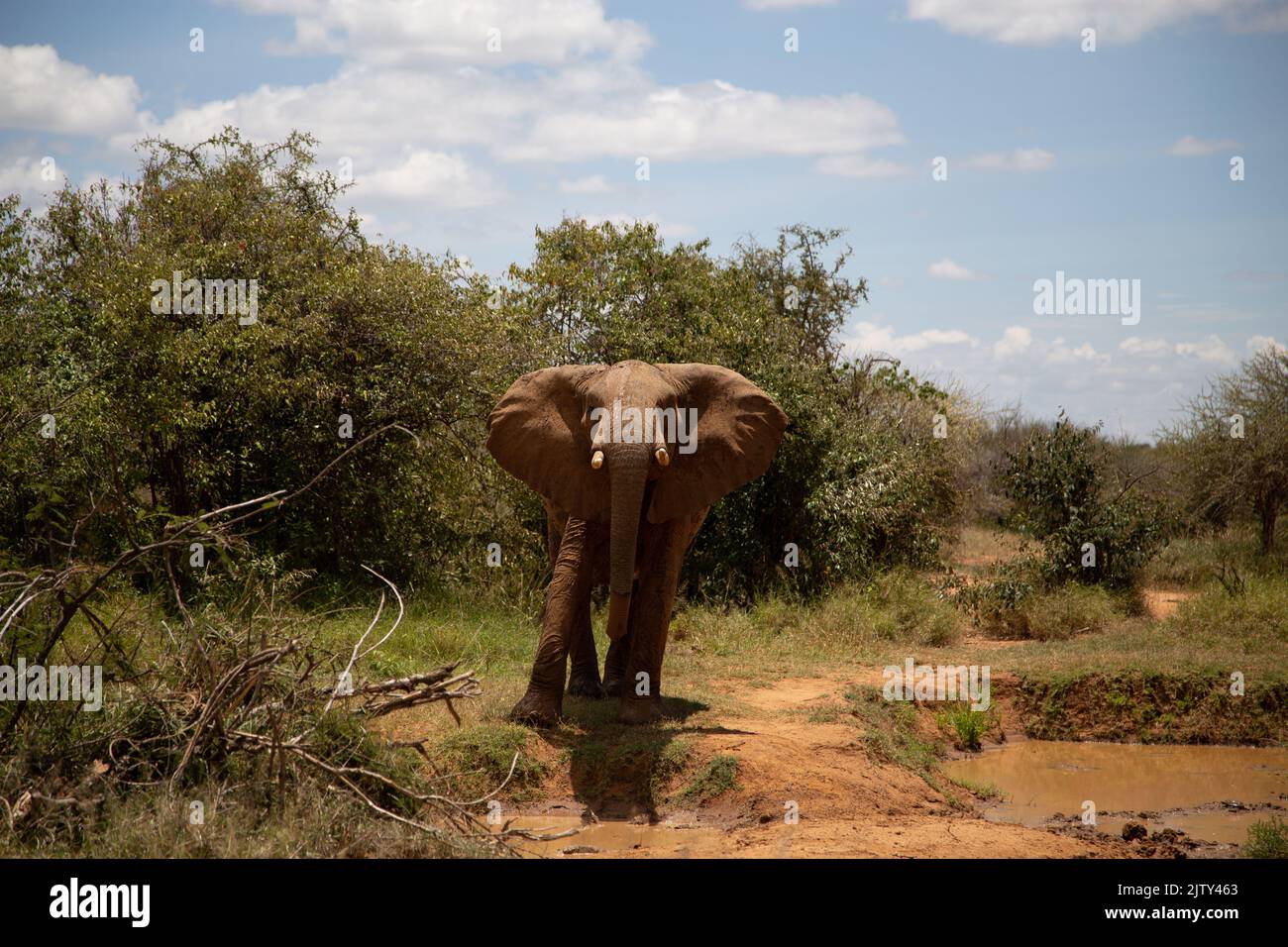 Young Elephant affronte le photographe dans un écran agressif Banque D'Images