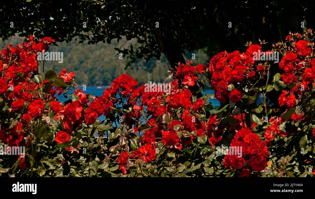 Roses à Puerto. En arrière-plan, Bahía Mansa, Nahuel Huapi lac (765 m). Villa la Angostura, Neuquén, Argentine, 2014-01-07 14:46. Banque D'Images